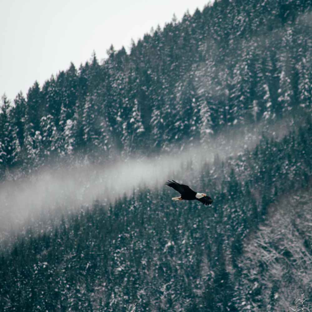 black bird flying over the pine trees